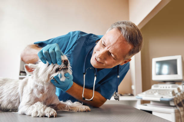 Best Emergency Dental Care for Broken or Chipped Teeth in East Dublin, GA